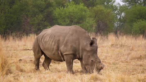 Una-Hembra-De-Rinoceronte-Blanco-Camina-Lentamente-Y-Come-La-Hierba-De-La-Sabana-En-Sudáfrica