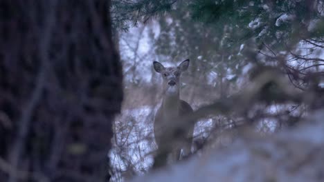 Medium-shot-of-a-deer-staring-at-the-camera-through-some-trees