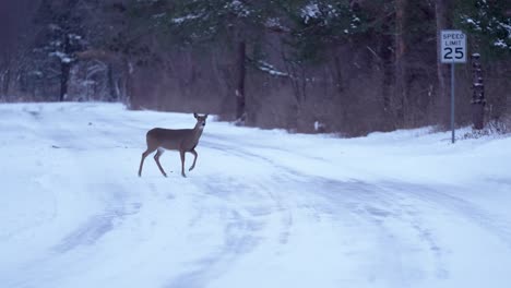 Wide-shot-of-a-deer-crossing-a-snowy-street
