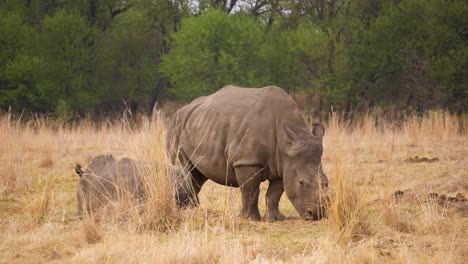 El-Rinoceronte-Blanco-Hembra-Se-Para-Junto-A-La-Pantorrilla,-Come-Hierba-De-Sabana-En-Sudáfrica
