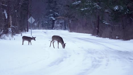 Wide-shot-of-a-family-of-deer-crossing-the-street