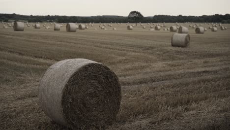Freshly-made-hay-rolls-or-bales-in-field-during-harvest-season-in-moody-day