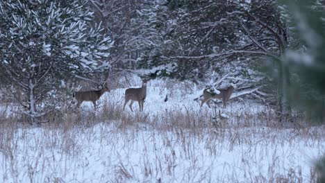 Wide-shot-of-a-family-of-deer-looking-for-food-in-the-snow