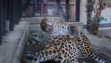 Zeitlupenaufnahme-Von-Zwei-Leoparden,-Die-In-Ihrem-Gehege-Miteinander-Kämpfen