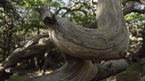 Dry-dead-dry-twisted-tree-branch-in-woodland-area,-close-up-view