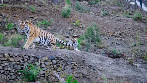 Große-Sibirische-Tiger,-Die-Auf-Dem-Hügel-Ruhen