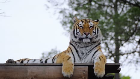 Majestic-tiger-laying-on-top-of-wooden-construction-and-relaxing-on-an-overcast-day