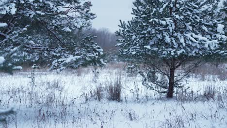 Shot-of-pine-trees-in-the-woods-covered-in-snow