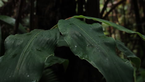 Wassertropfen-Vom-Regen-Sitzen-Auf-Großen-Grünen-Blättern-Im-Wald