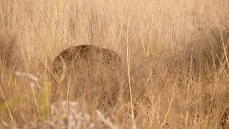 a-waterbuck-is-almost-invisible-as-it-walks-through-the-arid-grasses-of-the-savannah-in-south-africa