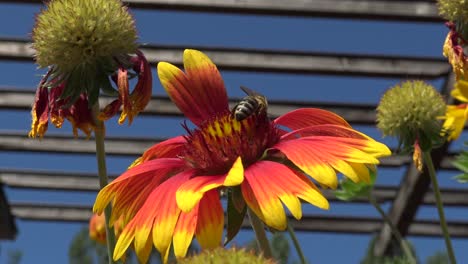 Honey-bee-landing-on-a-big-red,-orange-and-yellow-flower,-scurrying-around,-drinking-some-nectar,-and-flying-away