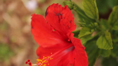 Hibiscus-Red-Hawaii-Flower-Waves-in-Wind-Next-to-Tree-Branches