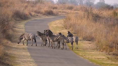 Eine-Kleine-Herde-Von-Steppenzebras,-Die-Auf-Der-Asphaltstraße-In-Einem-Naturpark-Südafrikas-Spazieren-Gehen