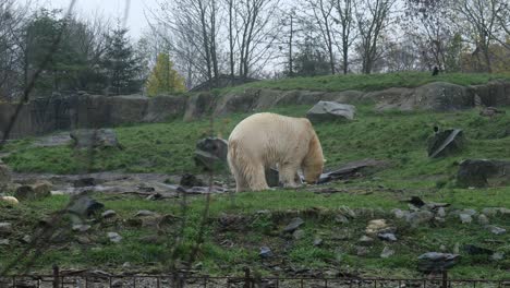 White-Polar-Bear-Grazing-On-The-Ground-In-The-Wilderness