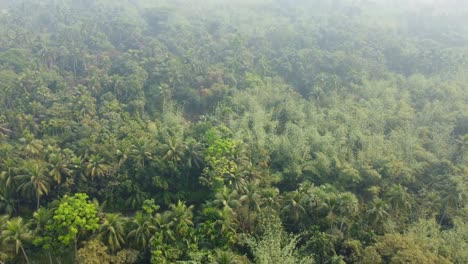 Area-view-shot-of-jungle-or-forest-at-winter-season
