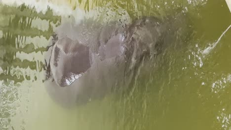 Vertical-Shot-Of-A-Hippopotamus-Submerged-In-Pond-Water-In-The-Zoo