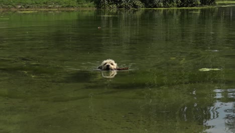 Cute-white-little-dog-swimming-in-a-big-pond,-carrying-a-big-stick-in-his-mouth