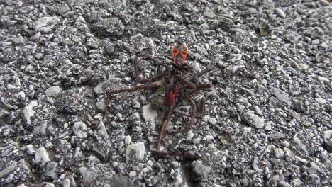 Two-red-and-black-beetles-and-an-ant-eating-a-dead-spider
