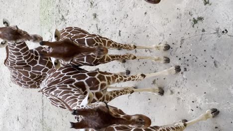 Vertikaler-Schuss---Korps-Der-Nördlichen-Giraffe-Im-Zoo