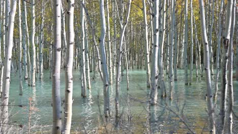 Birch-Trees-In-Blue-Water-In-Alberta-Canada