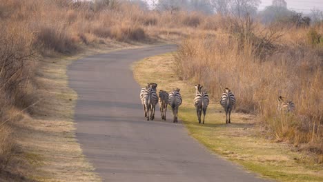 Eine-Kleine-Gruppe-Von-Zebras-Läuft-Leise-Auf-Einer-Asphaltstraße-Eines-Wildparks-In-Südafrika