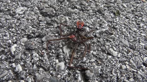 Dos-Escarabajos-Rojos-Y-Negros-Comiendo-Una-Araña-Muerta