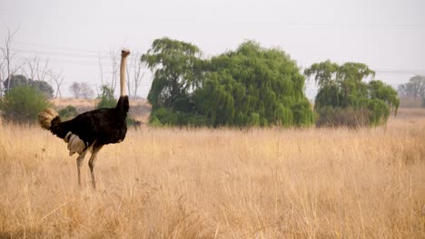 an-ostrich-raises-its-tail-feathers-and-stands-ready-to-urinate-in-the-grasses-of-the-savannah-of-south-africa