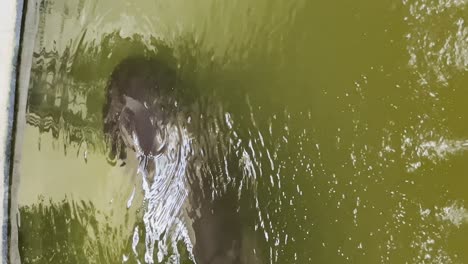 Hippo-Hippopotamus-In-Pool-At-Zoo.-Vertical-Video