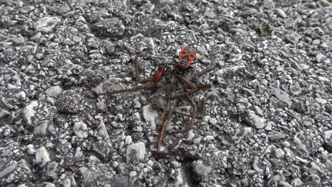 Zwei-Rot-schwarze-Käfer-Und-Ameisen,-Die-Eine-Tote-Spinne-Fressen