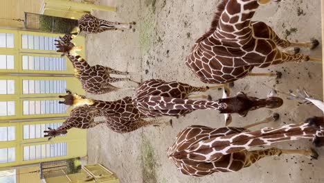 Gruppe-Von-Giraffen-Im-Gebäude-Des-Zoogeheges