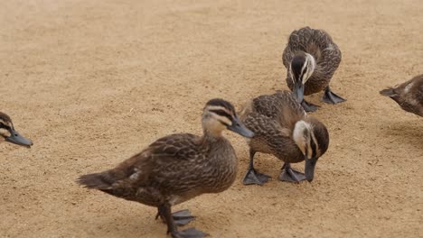 Pacific-Black-Duckling-family-walking-along-sand-trail-in-slow-motion
