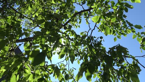 Sun-gleaming-through-the-leaves-of-a-walnut-tree,-in-a-sideways-tracking-shot