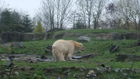 White-Polar-Bear-Feeding-In-The-Wilderness