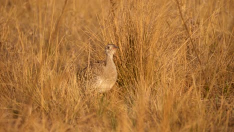 close-up-shot-of-a-female-Northern-Black-Korhaan-hiding-in-the-grass-of-a-South-African-game-reserve