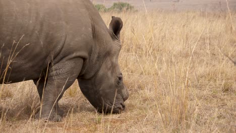 Close-up-side-view:-white-rhino-eats-savannah-grass