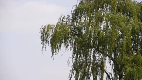 drooping-branches-of-beautiful-weeping-willow-tree-in-the-wind