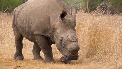 Un-Rinoceronte-Blanco-Camina-Hacia-La-Cámara-En-Un-Parque-Natural-De-Sudáfrica