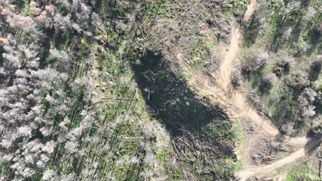 Aerial-footage-of-a-burned-forest