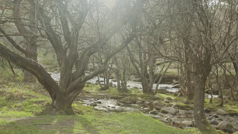 Weiche-Pfanne-Im-Wald-Mit-Einem-Fluss-Und-Bäumen
