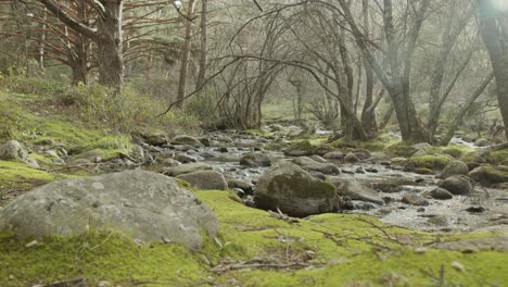 Daueraufnahme-Im-Wald-Mit-Einem-Fluss-Und-Bäumen