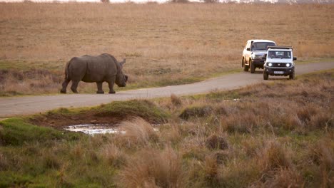 two-vehicles-reverse,-intimidated-by-white-rhino-walking-along-road-in-South-Africa