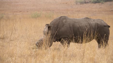 Un-Rinoceronte-Blanco-Macho-Está-Comiendo-Hierba-En-La-Sabana-De-Un-Parque-Natural-De-Sudáfrica