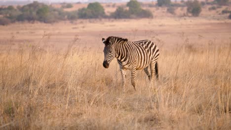a-plains-zebra-walks-through-the-tall-grasses-of-a-wildlife-park-in-south-africa