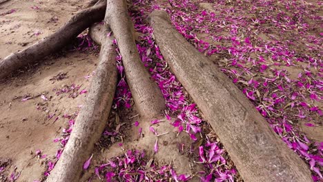 Vast-Roots-Of-An-Old-Tree-With-Fallen-Purple-Flower-Petals