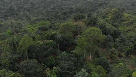 Aerial-view-of-the-forest-in-the-colombian-massif