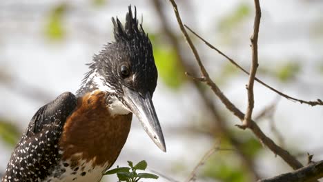 the-head-with-pointed-beak-and-the-red-brown-breast-feathers-of-the-giant-kingfisher-on-a-branch-in-South-Africa