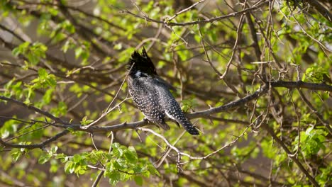 Nahaufnahme-Des-Schwarz-weiß-Gepunkteten-Rückens-Eines-Riesigen-Eisvogels,-Der-In-Einem-Baum-In-Afrika-Sitzt