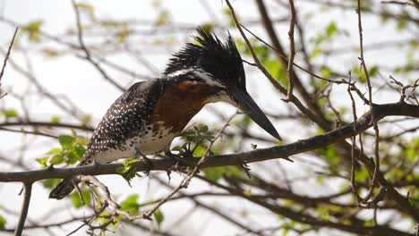 the-giant-kingfisher-sits-on-a-branch-in-a-south-african-wildlife-park-and-raises-his-head-when-he-sees-something-moving