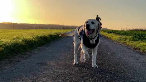 White-labradour-dog-in-the-countryside-with-horse-rider-in-the-background