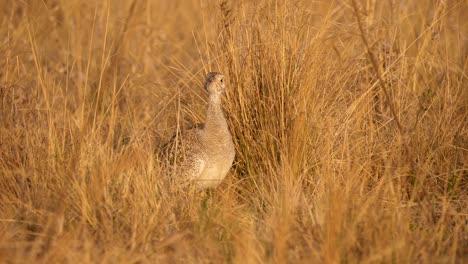 a-female-northern-black-korhaan-lurks-in-the-tall-grasses-of-a-park-in-south-africa